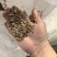 核桃仁沫子榨油料