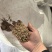 核桃仁沫子榨油料