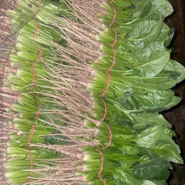 （精品大叶菠菜）产地直供