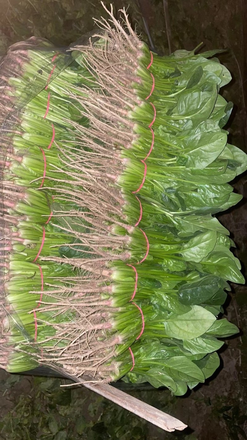 （精品大叶菠菜）产地直供