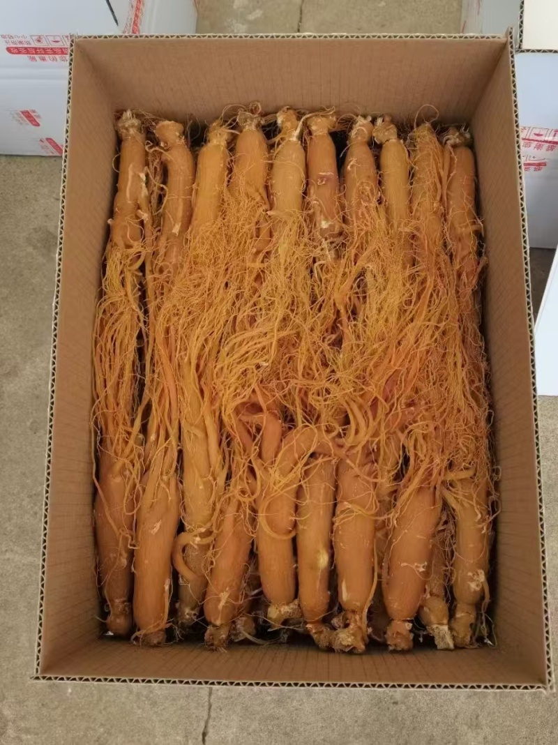 长白山红参，保质保量***，一手货源产地发货