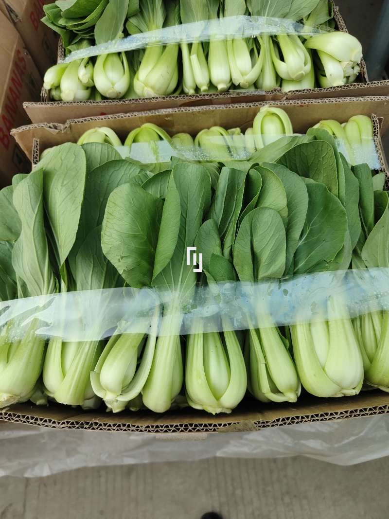 精品青梗菜