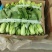 精品青梗菜