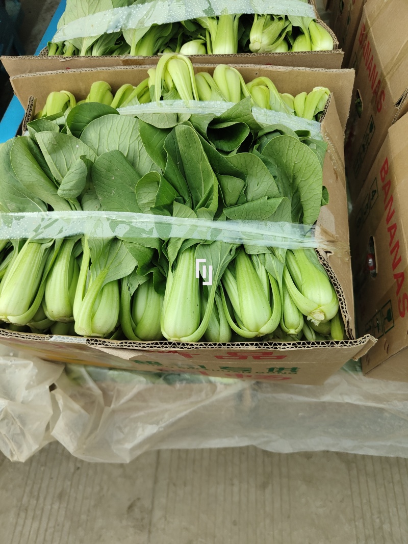 精品青梗菜