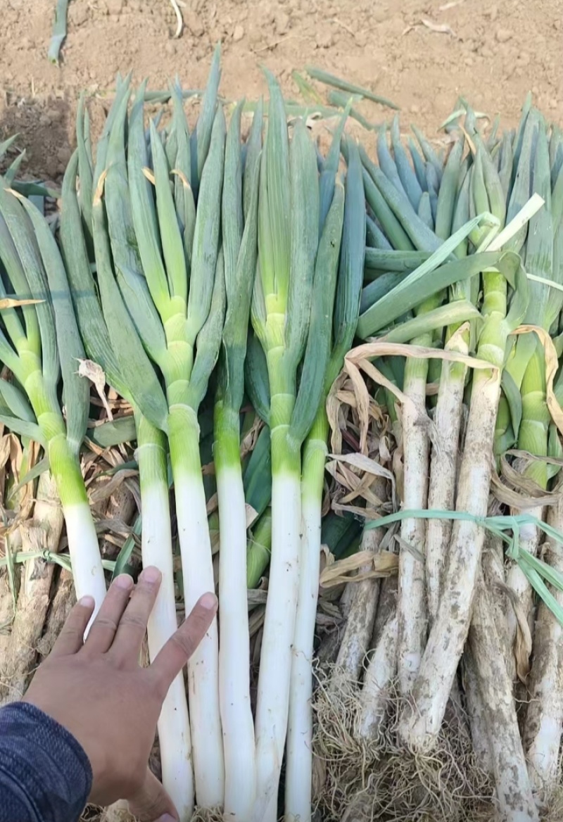 长白大葱