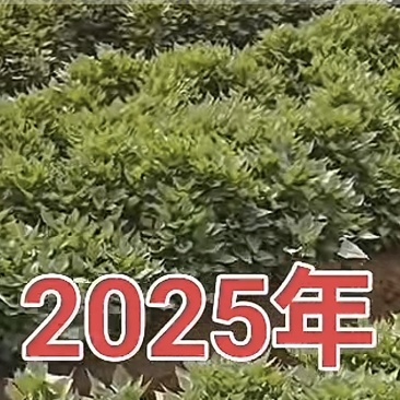西瓜红济薯26商薯19白哈密紫罗兰薯