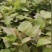 西瓜红济薯26商薯19白哈密紫罗兰薯