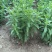 甜叶菊苗食用甜菊种苗包成活