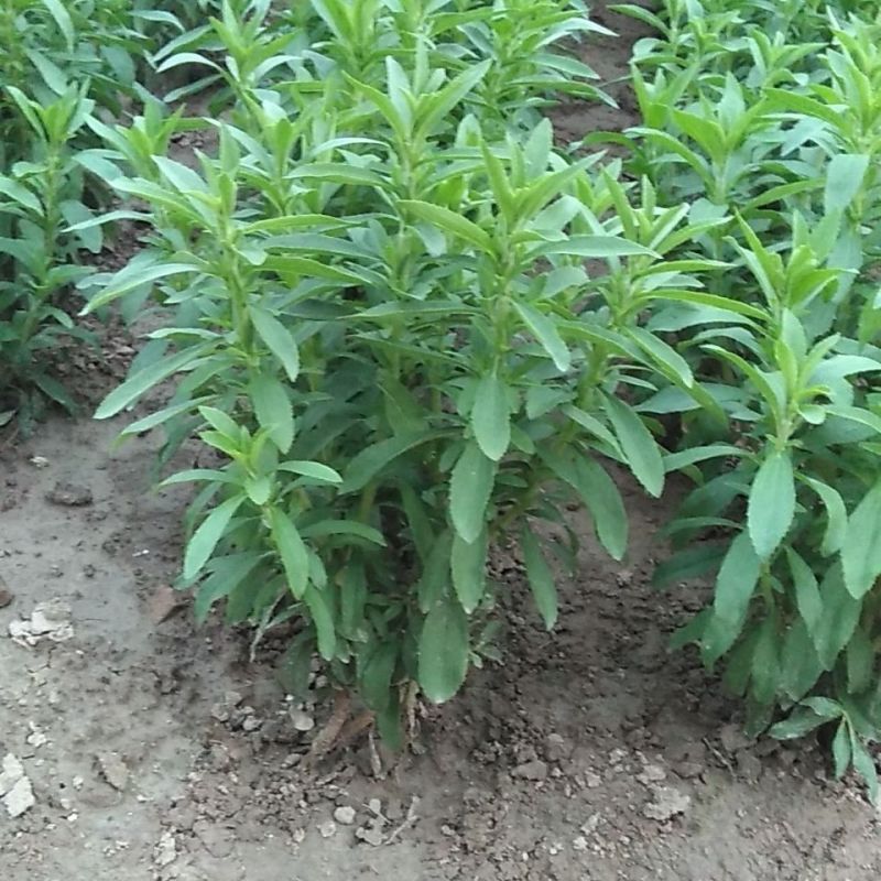 甜叶菊苗食用甜菊种苗包成活