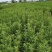 甜叶菊苗食用甜菊种苗包成活