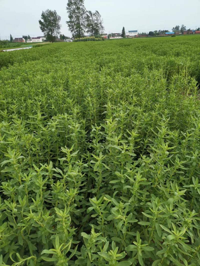 甜叶菊苗食用甜菊种苗包成活