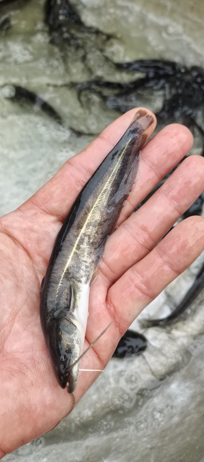 大鲶鱼