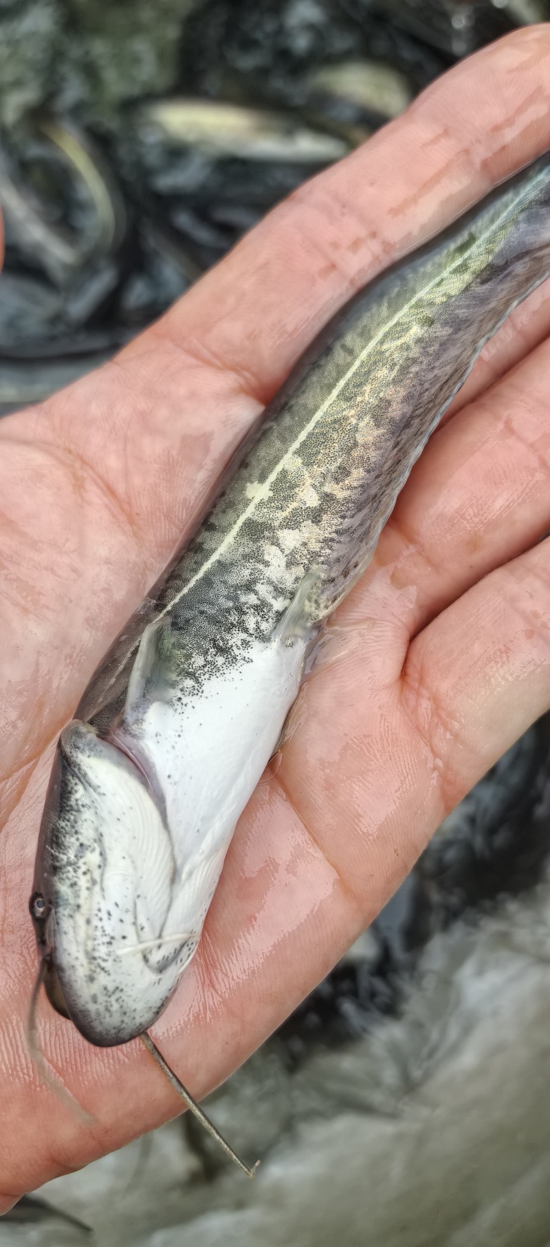 大鲶鱼