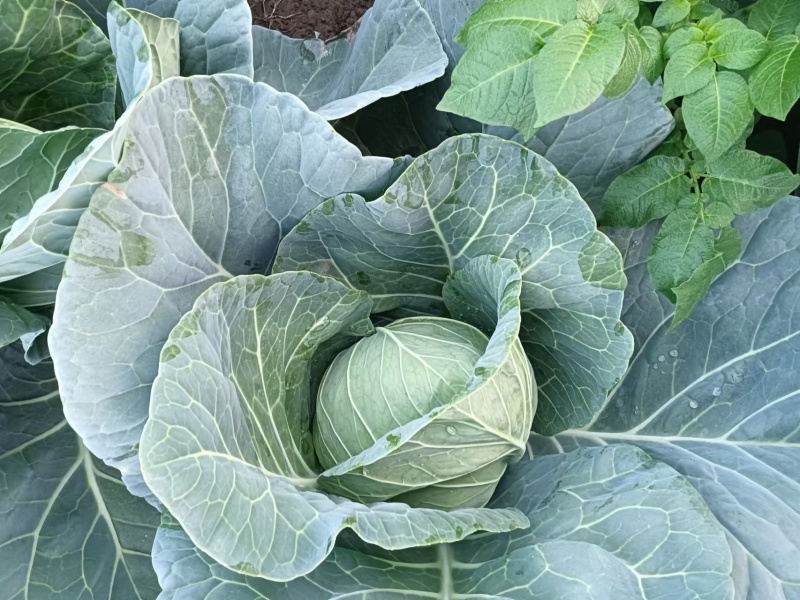 南通甘蓝圆白菜大小规格都有按需求分拣打包可以视频看货实地看货