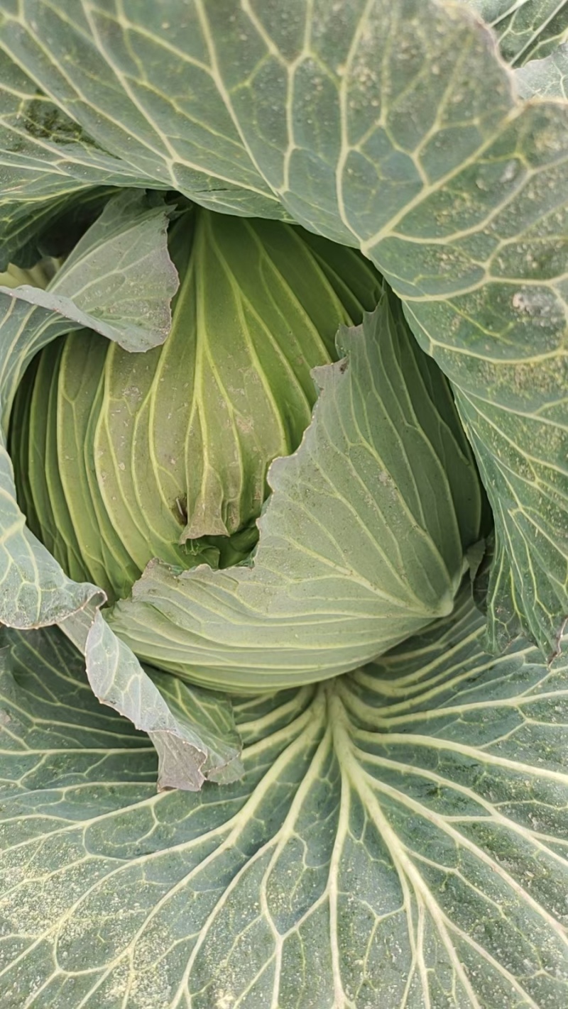 南通甘蓝圆白菜大小规格都有按需求分拣打包可以视频看货实地看货