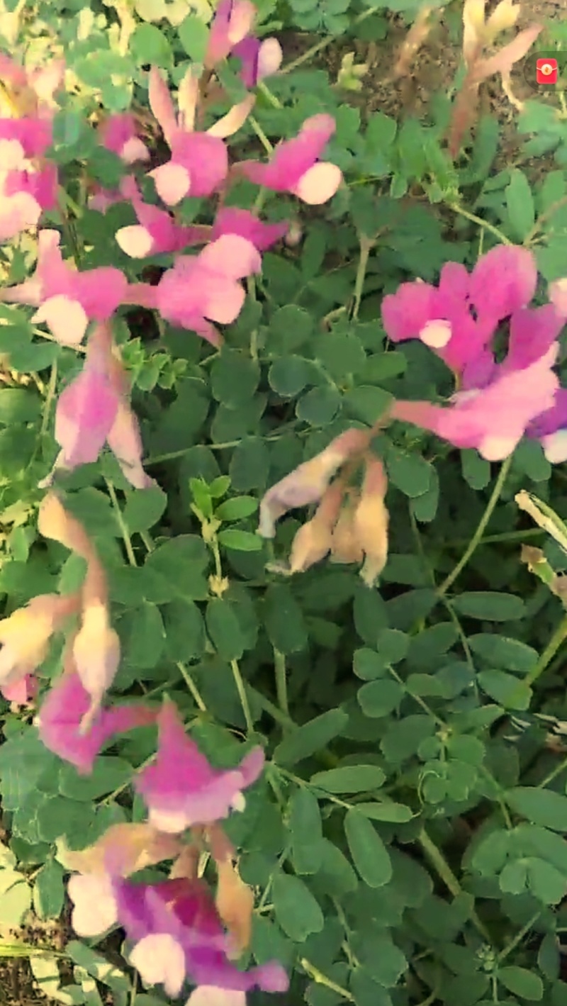 野豌豆根苗