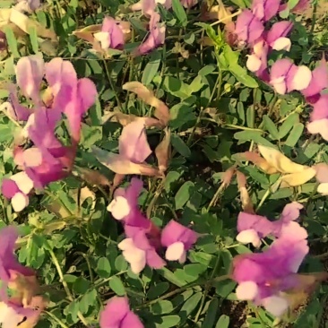 野豌豆根苗