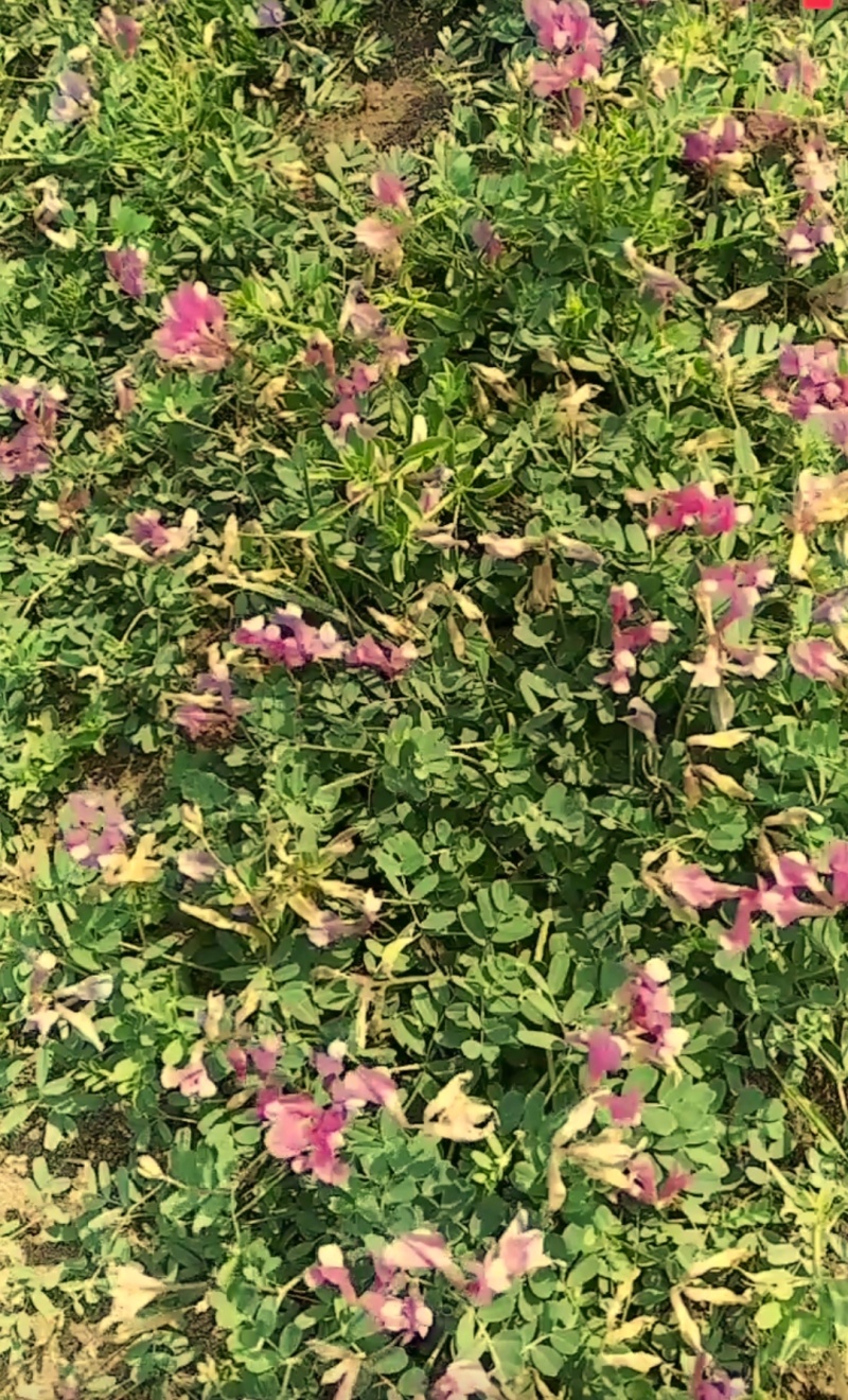 野豌豆根苗