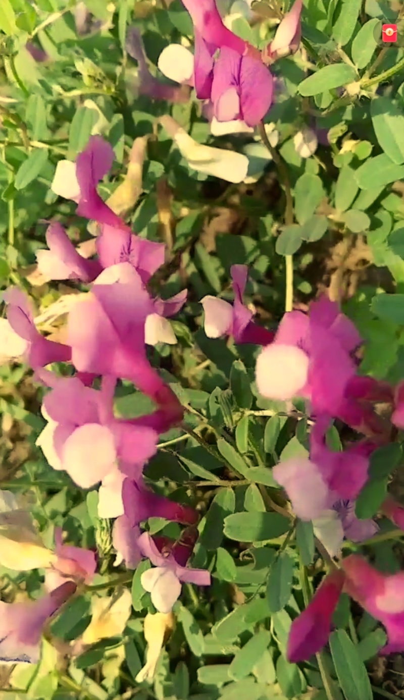 野豌豆根苗
