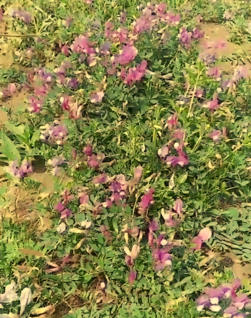 野豌豆根苗