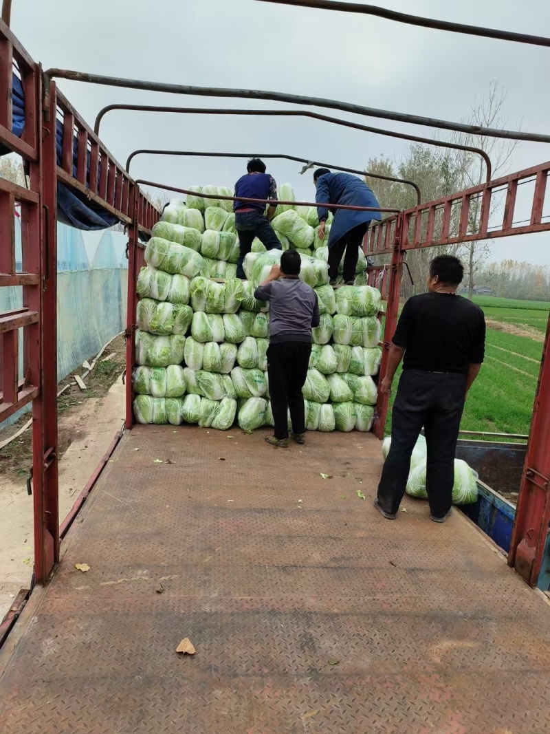 江苏黄心白菜无虫眼黑点不烧心烧边净菜上车装袋网袋纸箱都有