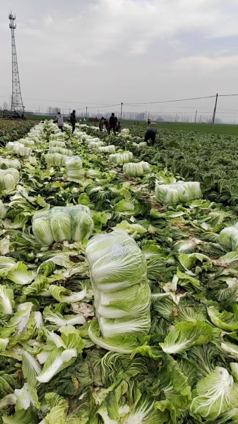 江苏黄心白菜无虫眼黑点不烧心烧边净菜上车装袋网袋纸箱都有