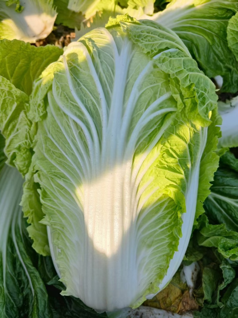 江苏黄心白菜无虫眼黑点不烧心烧边净菜上车装袋网袋纸箱都有