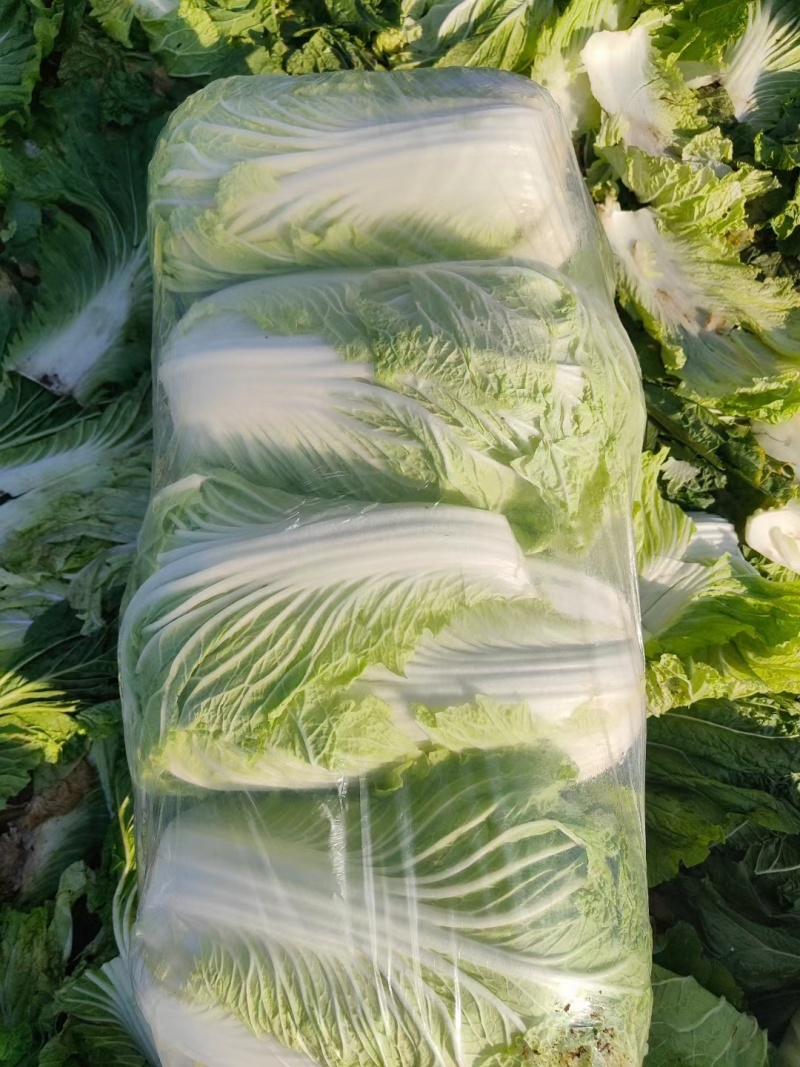 江苏黄心白菜无虫眼黑点不烧心烧边净菜上车装袋网袋纸箱都有