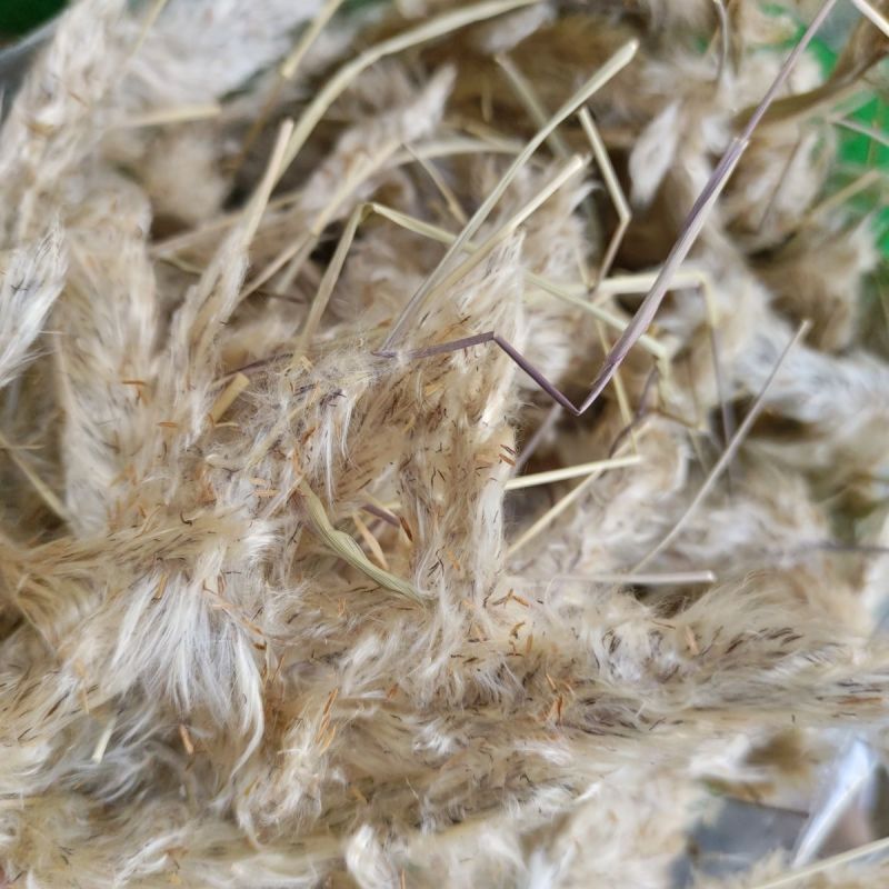 晒干白茅花1公斤干茅草花茅针花白茅草花白毛花毛针花