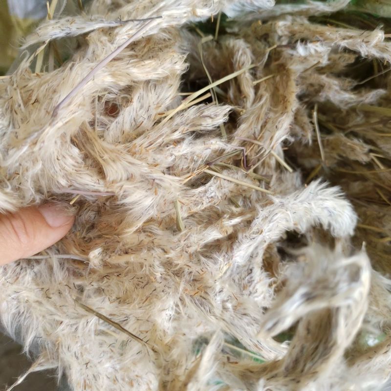 晒干白茅花1公斤干茅草花茅针花白茅草花白毛花毛针花