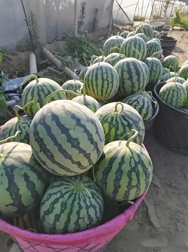 东台西瓜/美都西瓜/无籽西瓜-对接全国发货一手货源