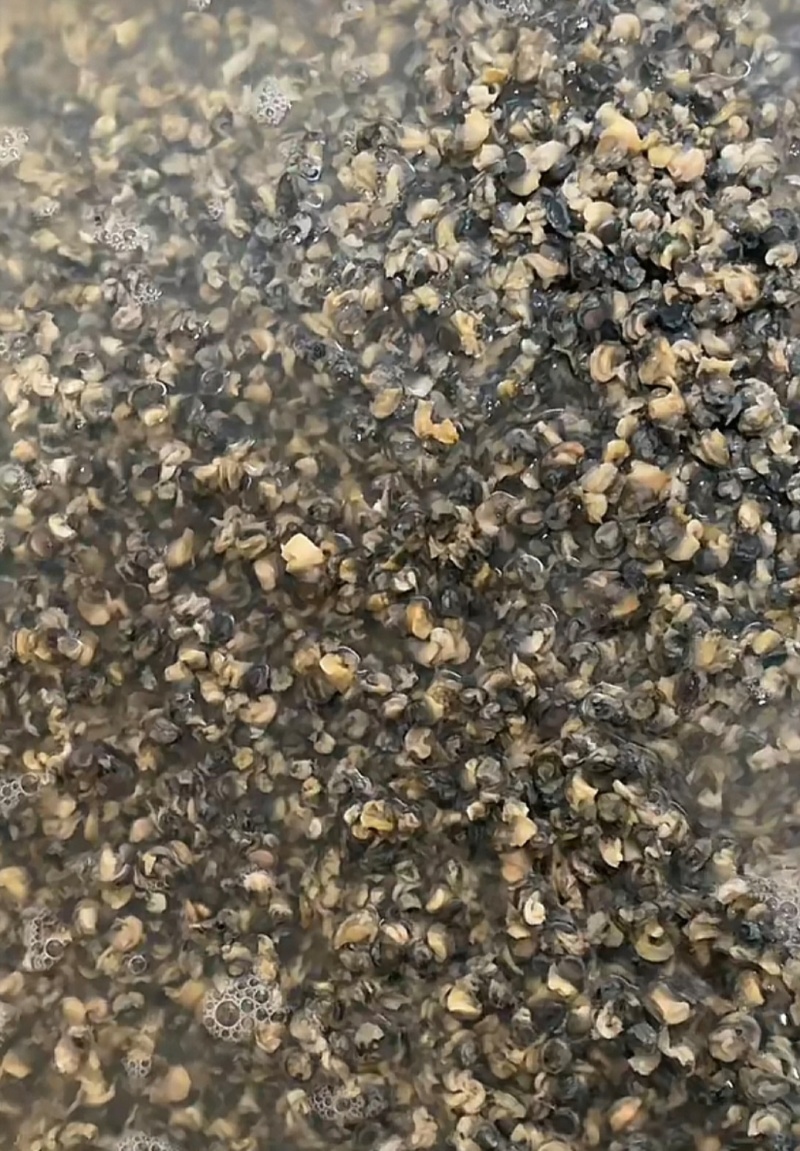纯手工制作速冻螺蛳肉，大螺蛳肉和小螺蛳肉都有，需要随时联