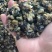 纯手工制作速冻螺蛳肉，大螺蛳肉和小螺蛳肉都有，需要随时联