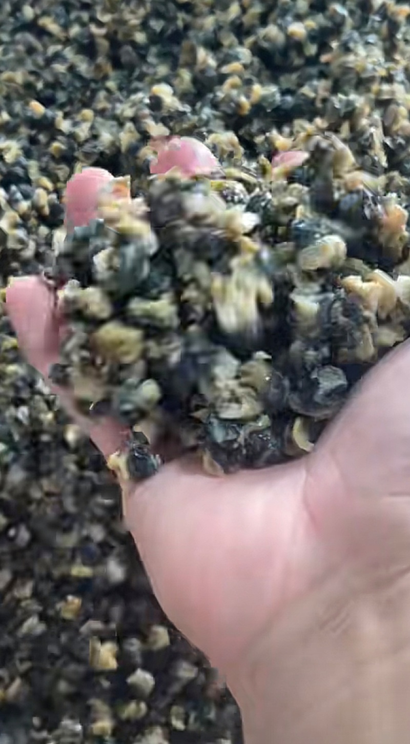 纯手工制作速冻螺蛳肉，大螺蛳肉和小螺蛳肉都有，需要随时联