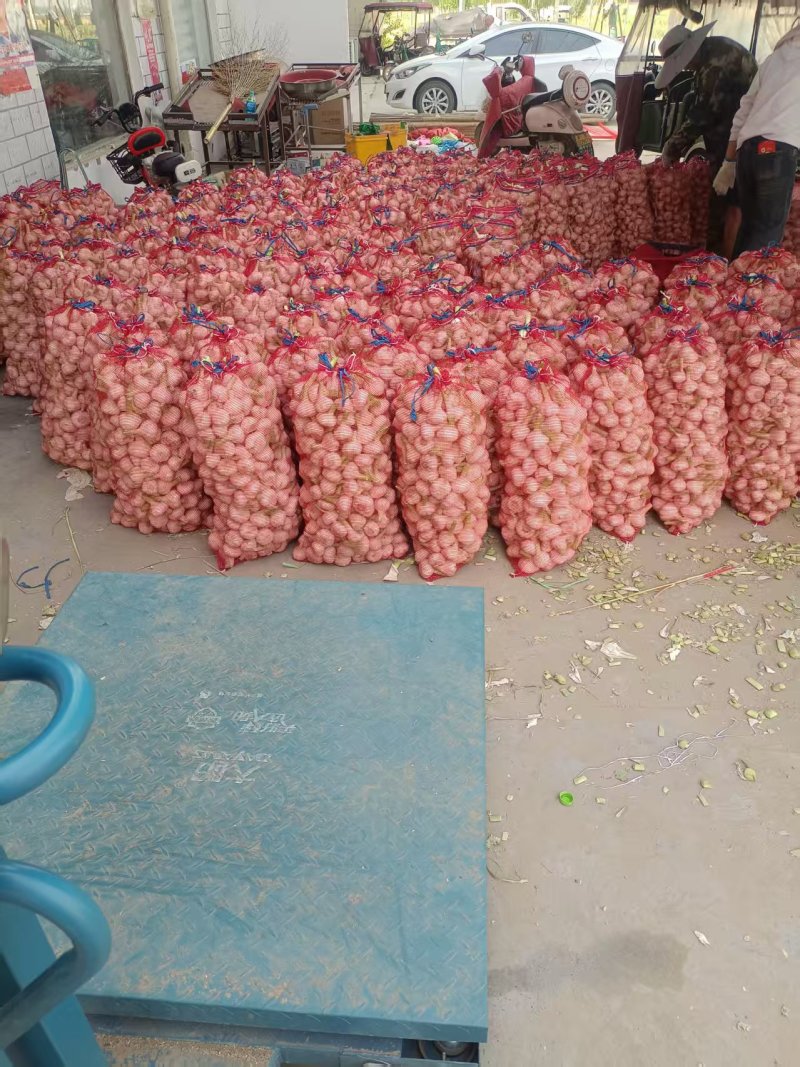 河南淮阳新蒜扒皮蒜手工挑选产地直发对接全国商超市场
