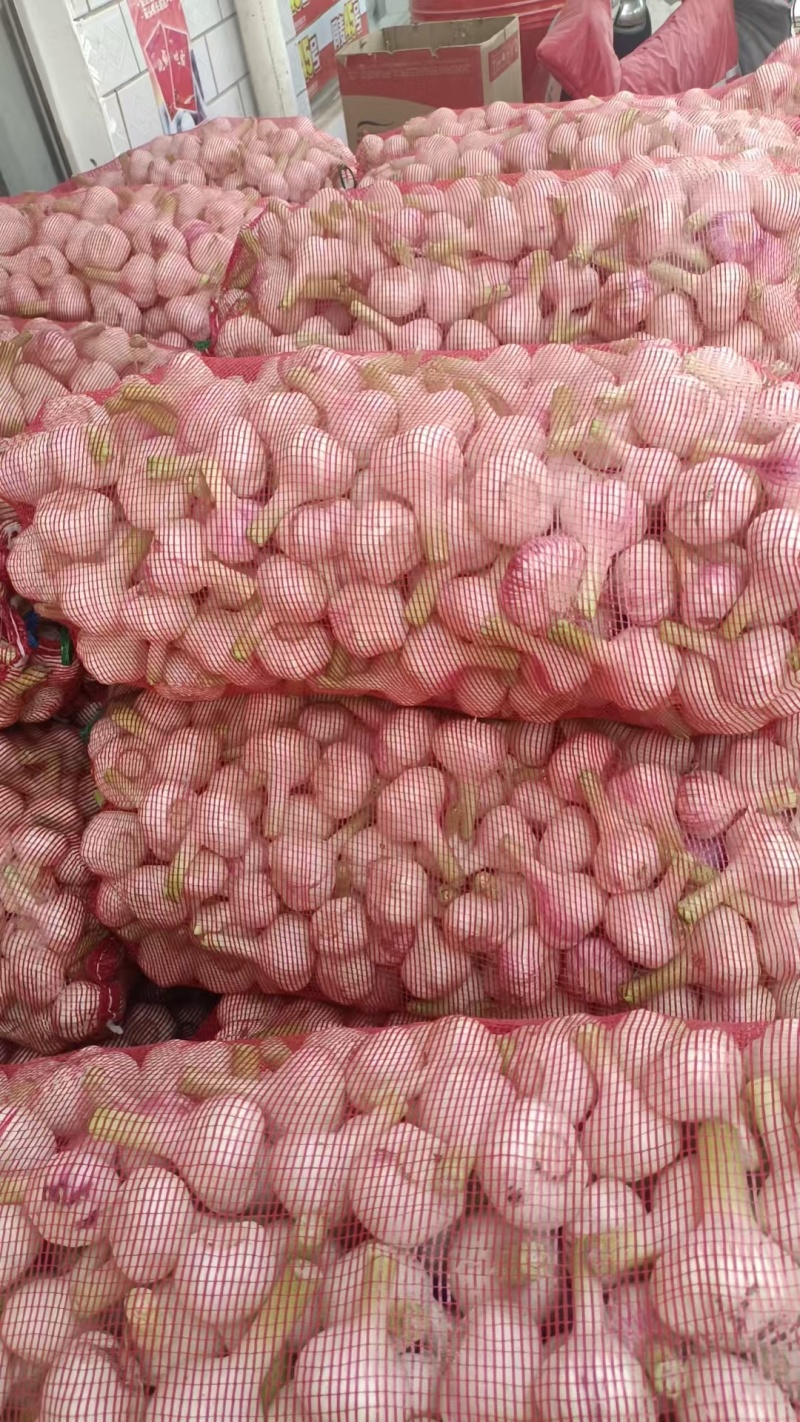 河南淮阳新蒜扒皮蒜手工挑选产地直发对接全国商超市场
