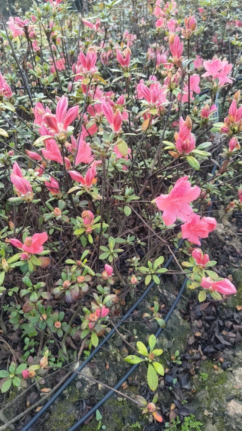 映山红苗老桩基地批发