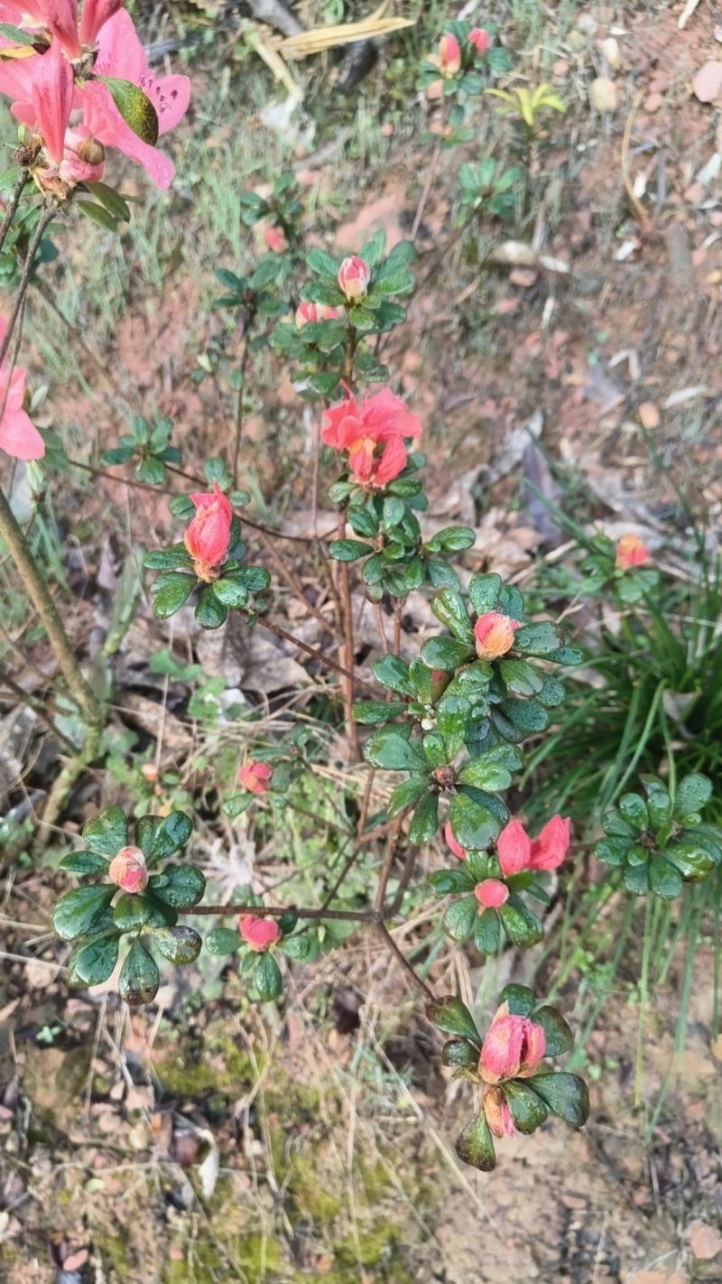 映山红苗老桩基地批发