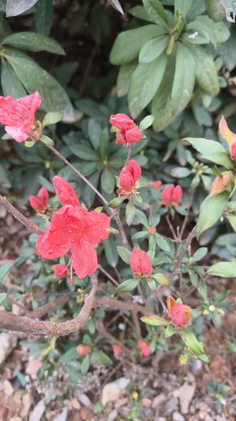 映山红苗老桩基地批发