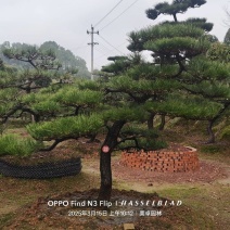 黑松迎客松国产进口黑松基地批发