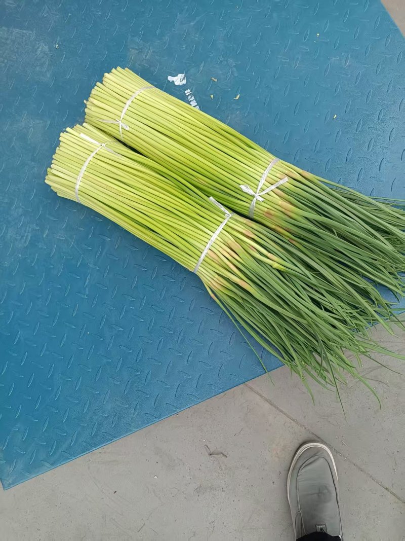 蒜苔/红帽蒜苔/周口蒜苔/淮阳蒜苔/河南蒜苔/全国发货