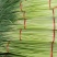 蒜苔/红帽蒜苔/周口蒜苔/淮阳蒜苔/河南蒜苔/全国发货