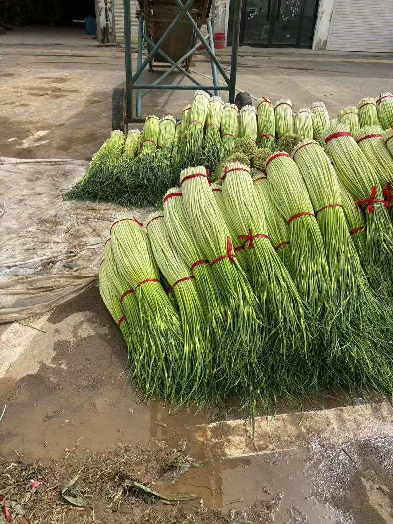 徐州白帽蒜薹大量上市