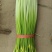 徐州白帽蒜薹大量上市