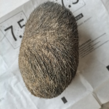 *************同步出手自己家猪宝砂，