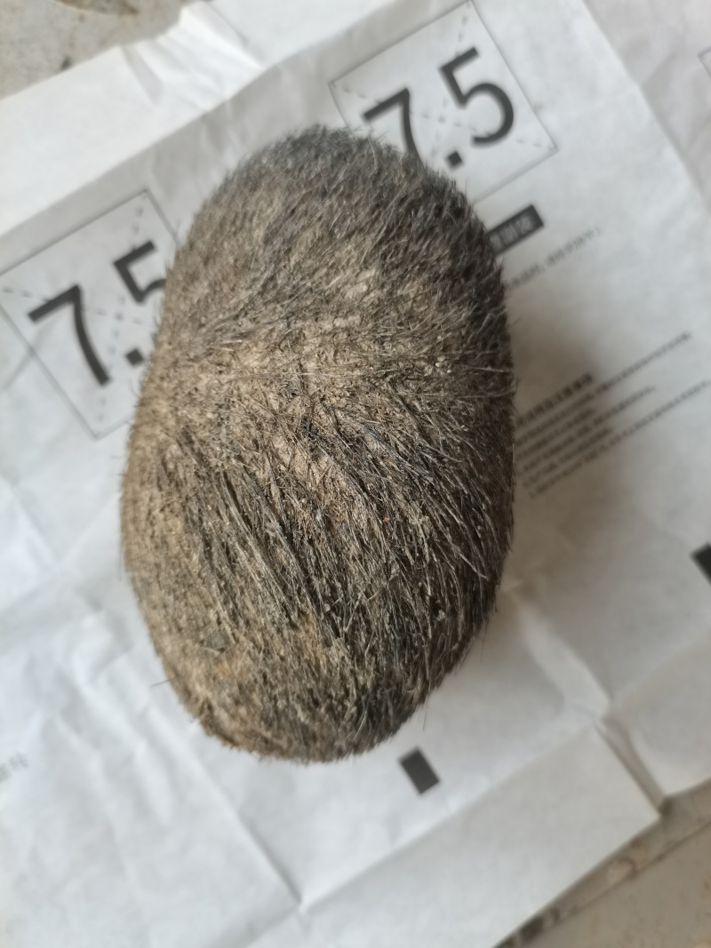 *************同步出手自己家猪宝砂，