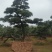 黑松迎客松国产进口黑松基地批发