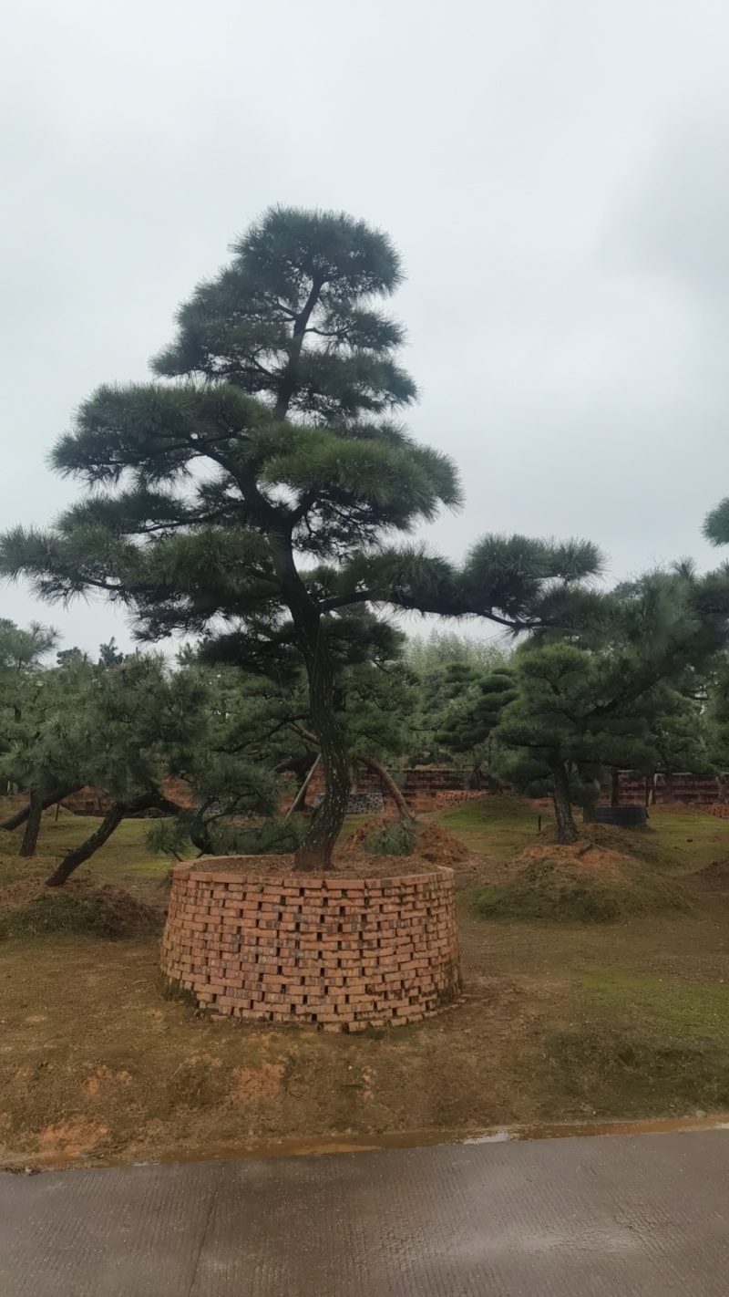 黑松迎客松国产进口黑松基地批发