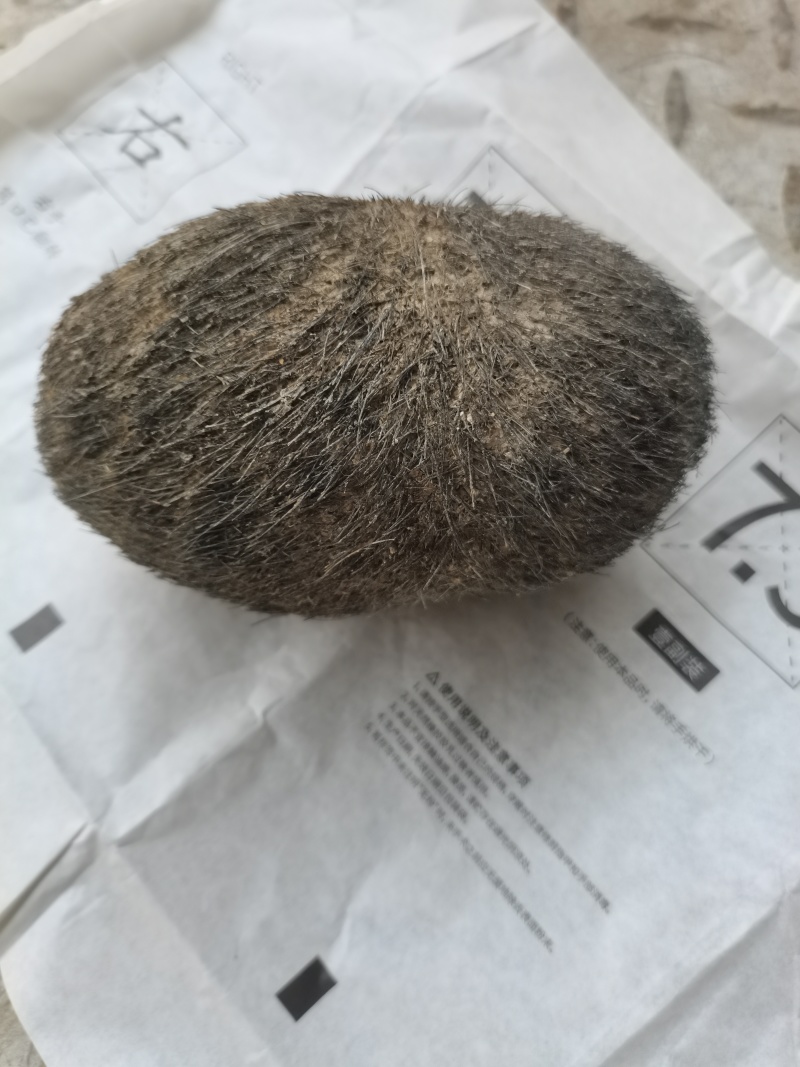 *************同步出手自己家猪宝砂，