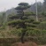 黑松迎客松国产进口黑松基地批发